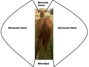 Diagram showing binocular vision directly in front of horse, monocular vision on both sides of the horse, and a blind spot directly behind the horse.
